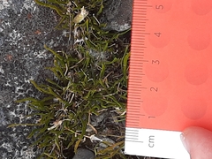 Carmichaelia uniflora