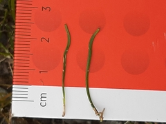 Carmichaelia uniflora