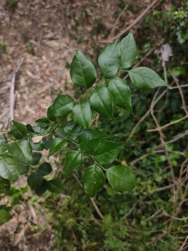 Murraya lucida (Murraya lucida)