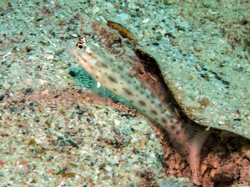 Gold-specked prawn-goby (Ctenogobiops pomastictus) — Gobiidae — 5