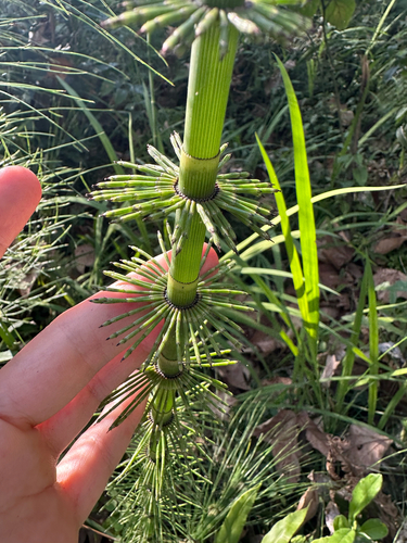 Mexican Giant Horsetail (Equisetum myriochaetum)