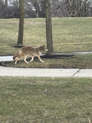 Coyote