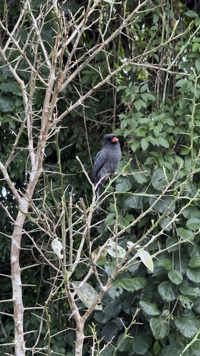 Black-fronted Nunbird