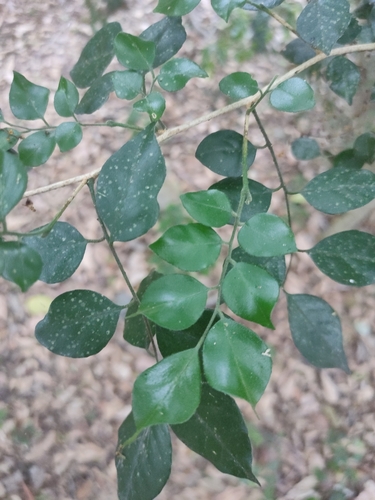 Murraya lucida (Murraya lucida)