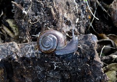 Helminthoglypta phlyctaena