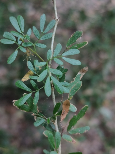 Archidendropsis thozetiana observed 2026-01-10