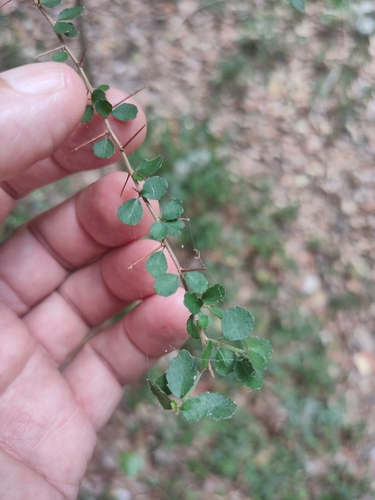 small-leaved acalypha (Acalypha capillipes)