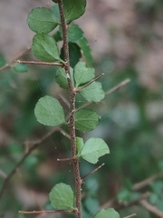 Acalypha capillipes, photograph (c) Tony van Kampen, some rights reserved (CC BY)