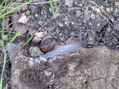 Helminthoglypta phlyctaena