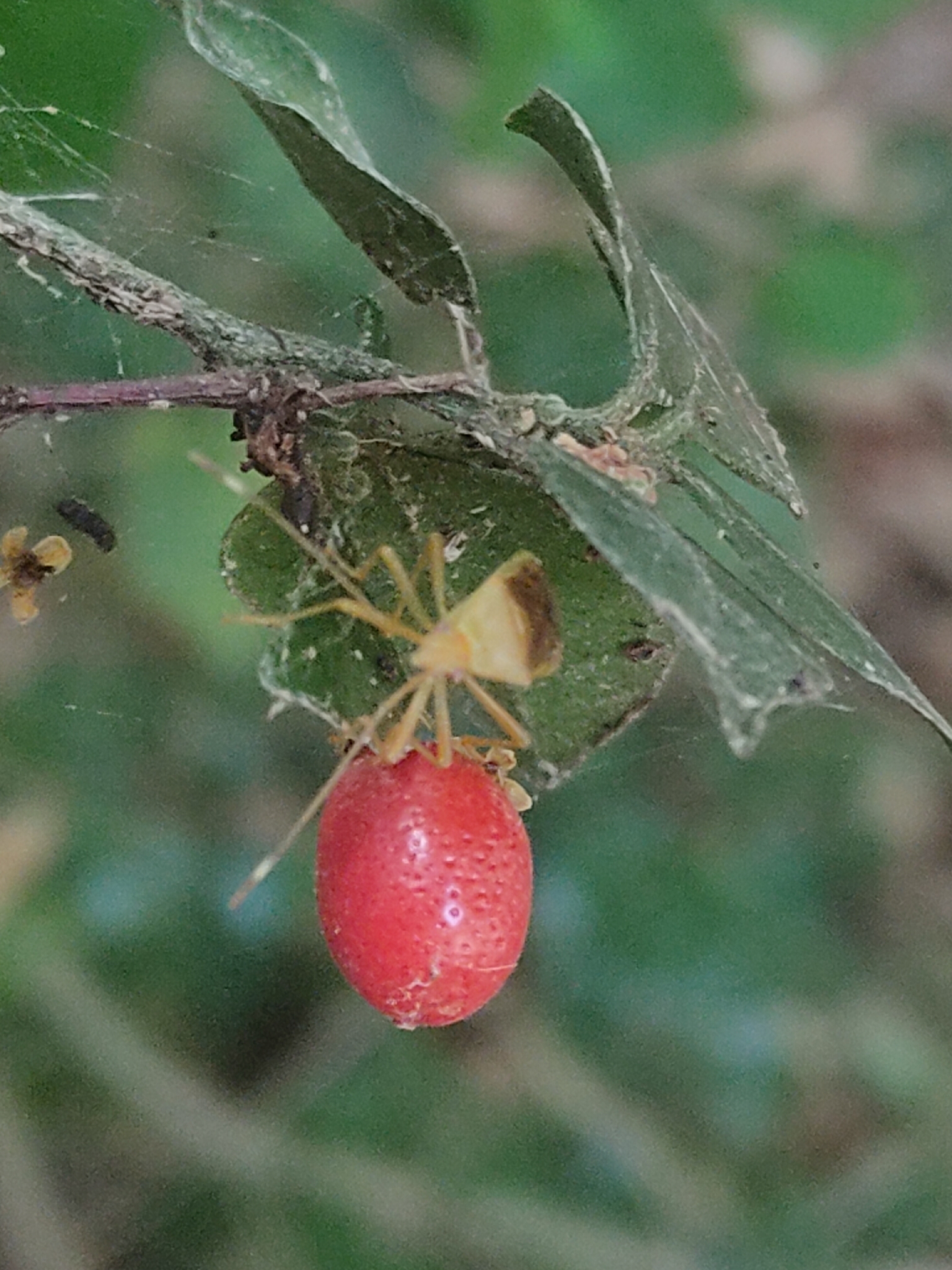 Murraya lucida