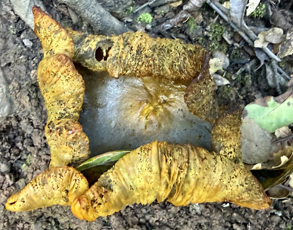 Omphalotus olivascens · January 2026 · photo: © hllrnnr (iNaturalist, cc0)