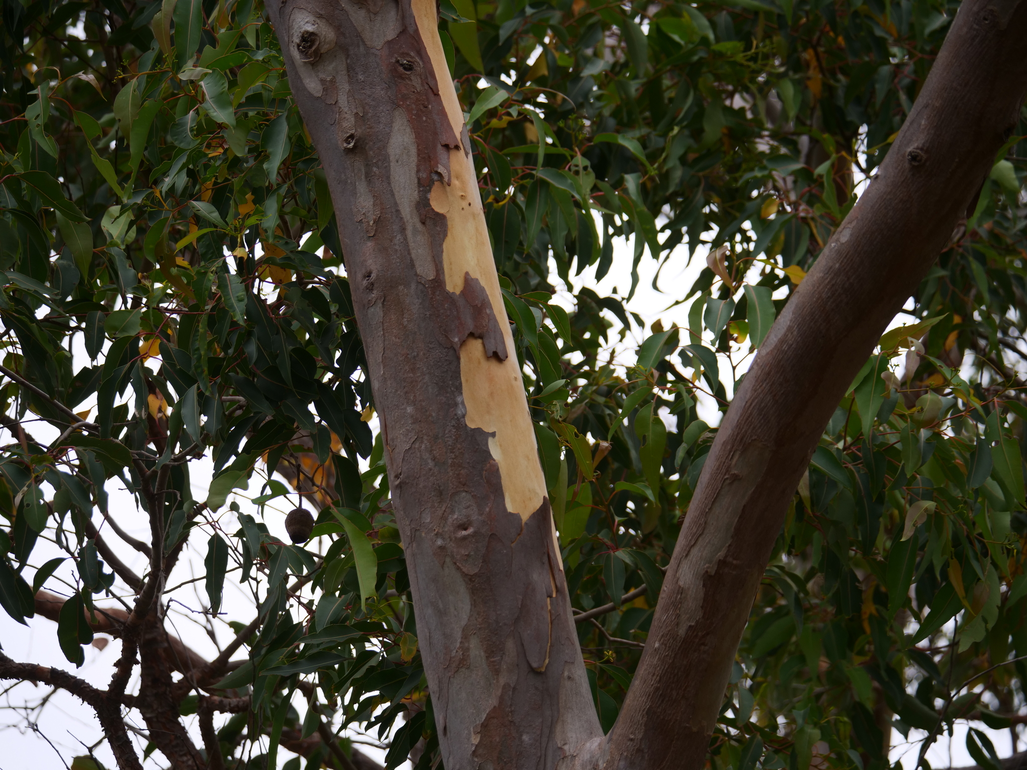 Imagem de eucalipto
