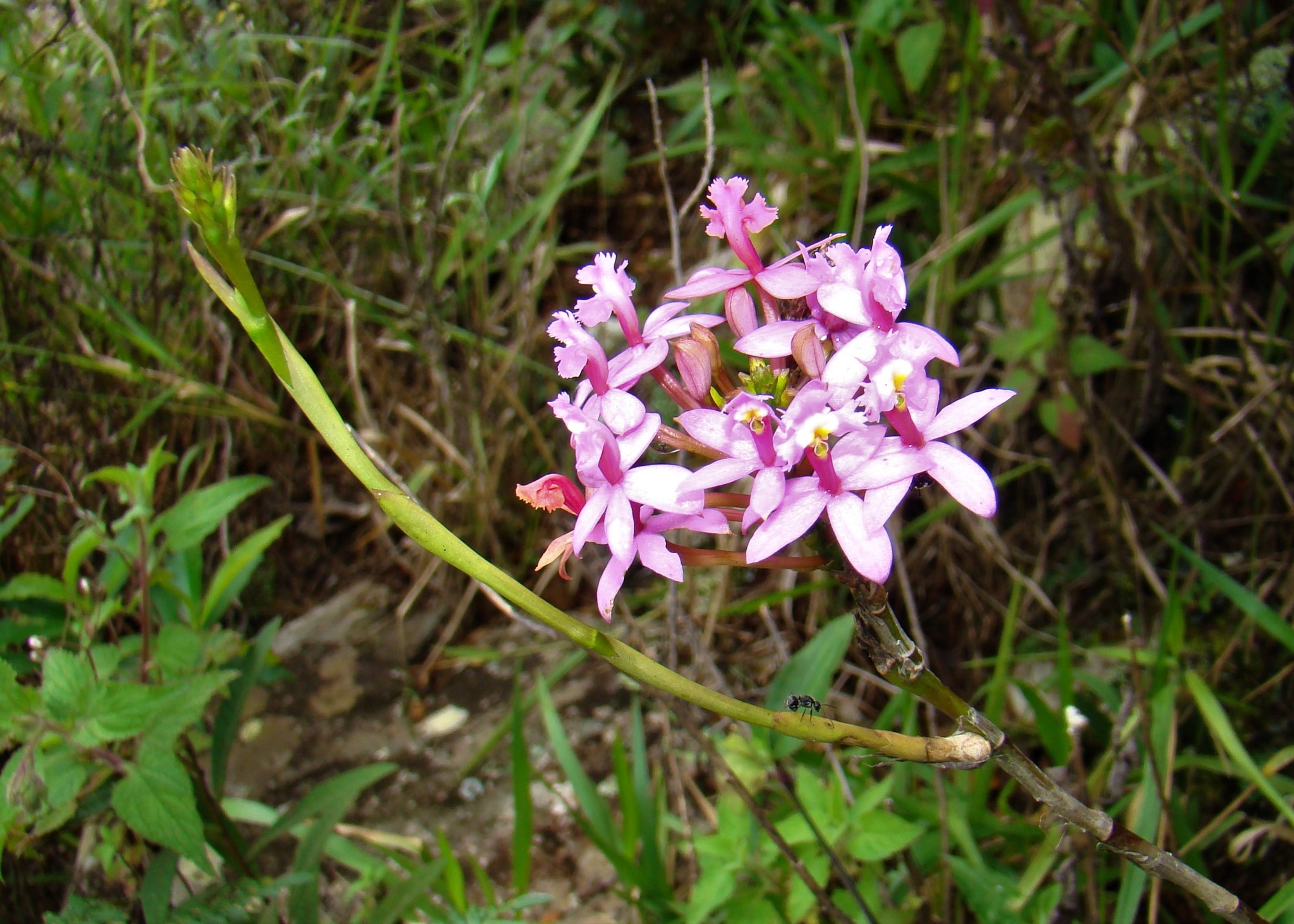 Epidendrum secundum