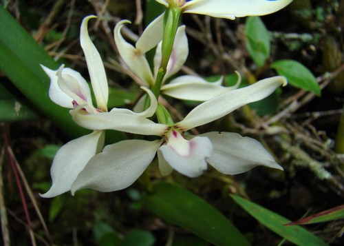 Prosthechea glumacea