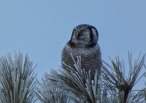 Northern Hawk-Owl (Surnia ulula), photo 4
