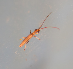 Syllitus bipunctatus