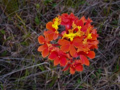 Epidendrum fulgens