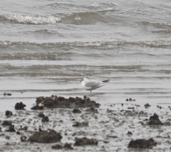 Saundersilarus saundersi