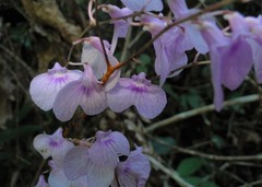 Ionopsis utricularioides