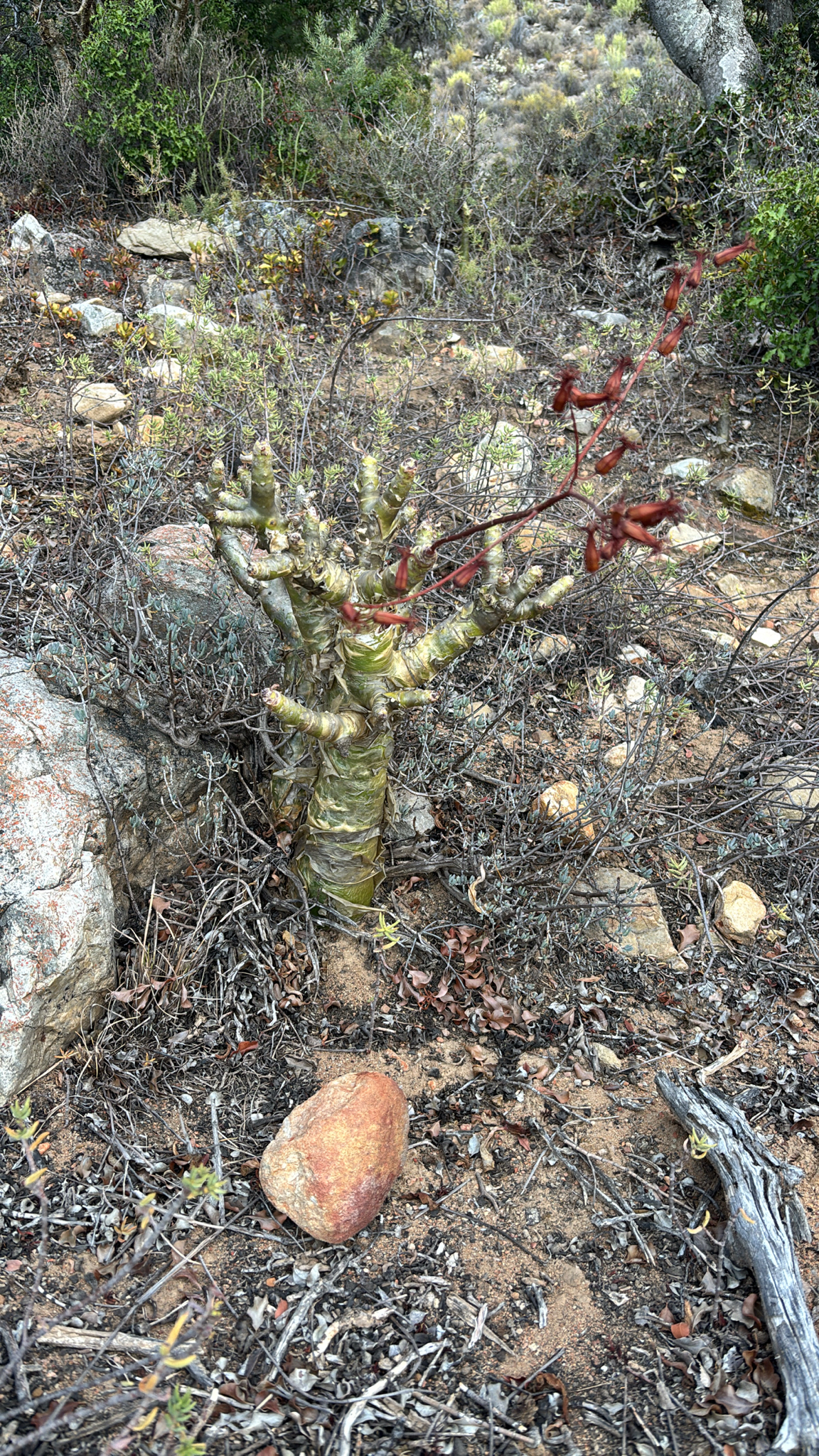 Imagem de Tylecodon paniculatus