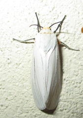Ustjuzhania lineata