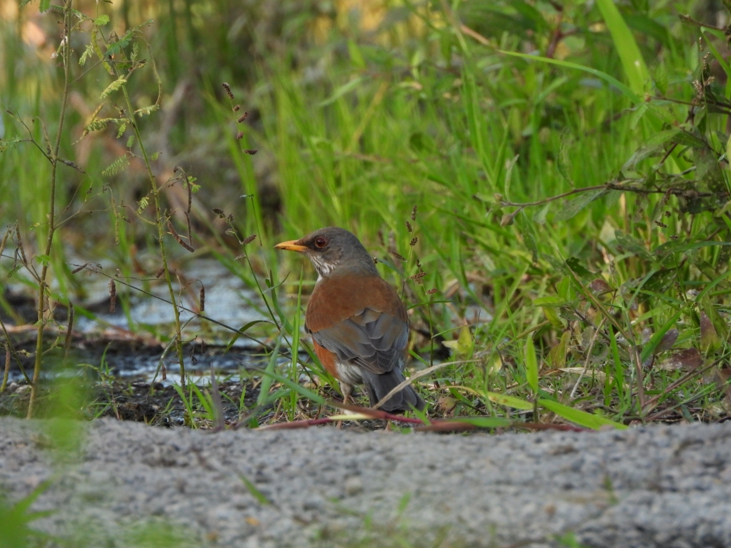Rufous-backed Thrush (Turdus rufopalliatus), photo 2