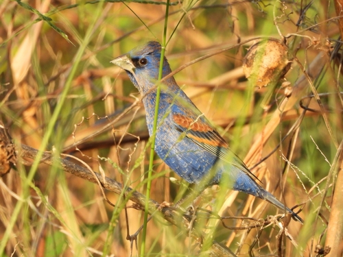 Blue Grosbeak (Passerina caerulea)