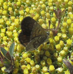 Lycaena tama