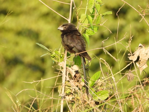 Groove-billed Ani (Crotophaga sulcirostris), photo 5