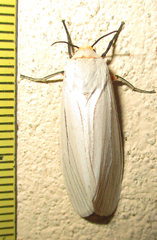 Ustjuzhania lineata