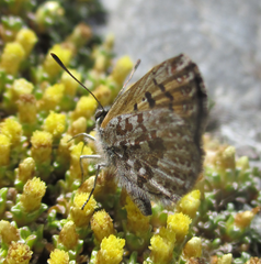 Lycaena tama