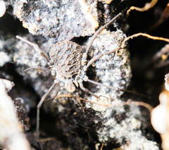 Ortholasma rugosum