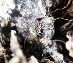 Ortholasma rugosum
