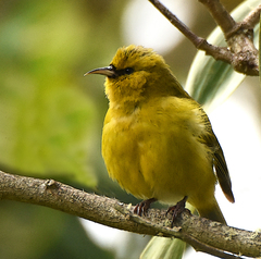 Chlorodrepanis virens