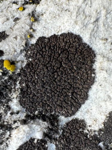 Drummond's rock pimple lichen