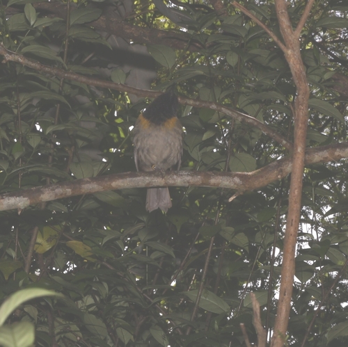 Stitchbird (Notiomystis cincta), photo 1