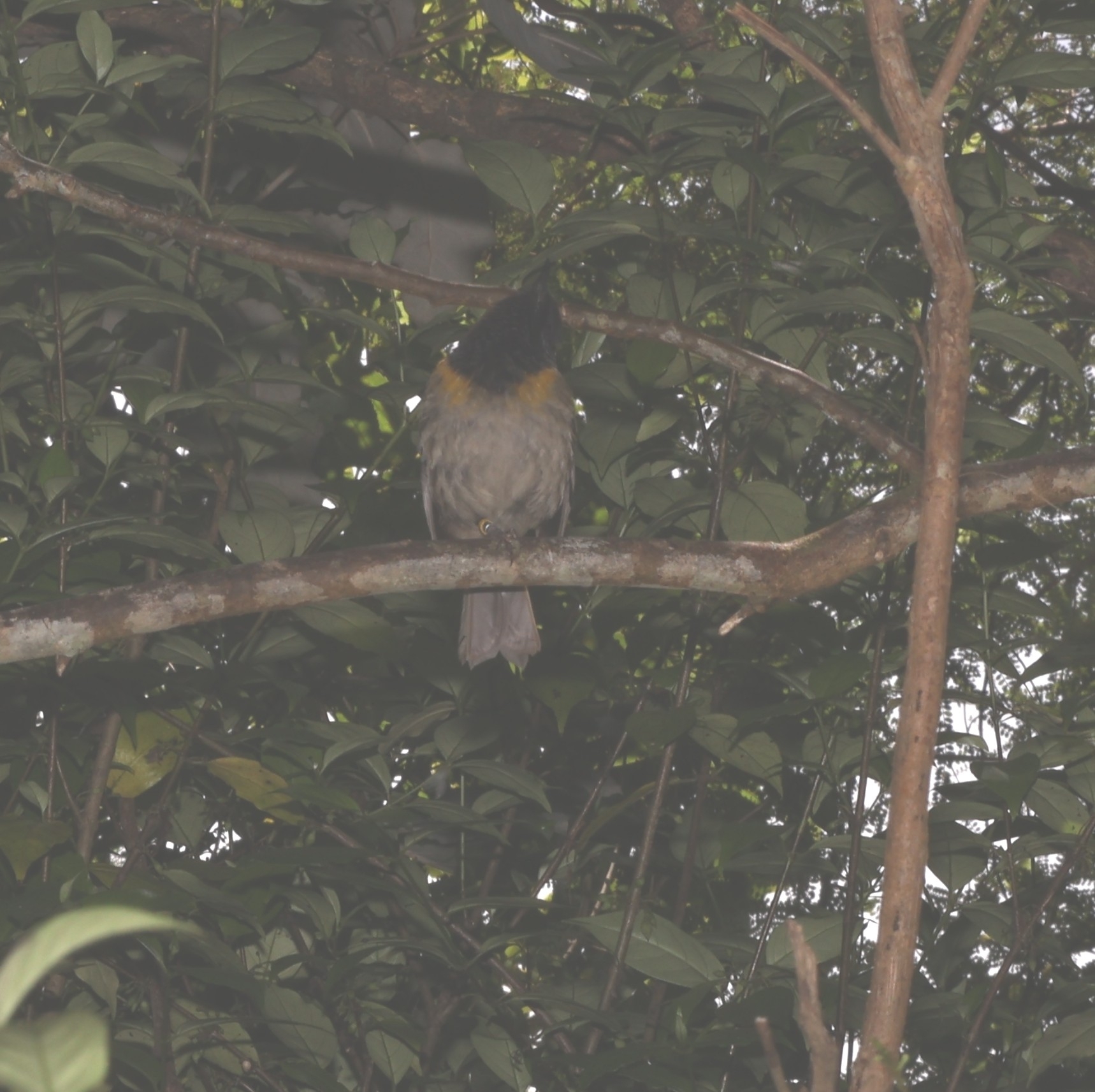 Stitchbird (Notiomystis cincta), photo 1