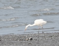 Ardea alba alba