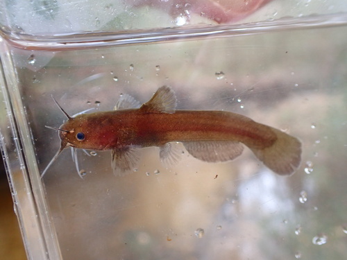 Black madtom (Noturus funebris) — Ictaluridae