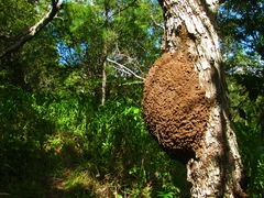 Nasutitermes corniger