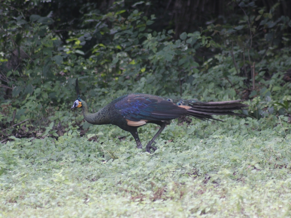 Green Peafowl (Pavo muticus)