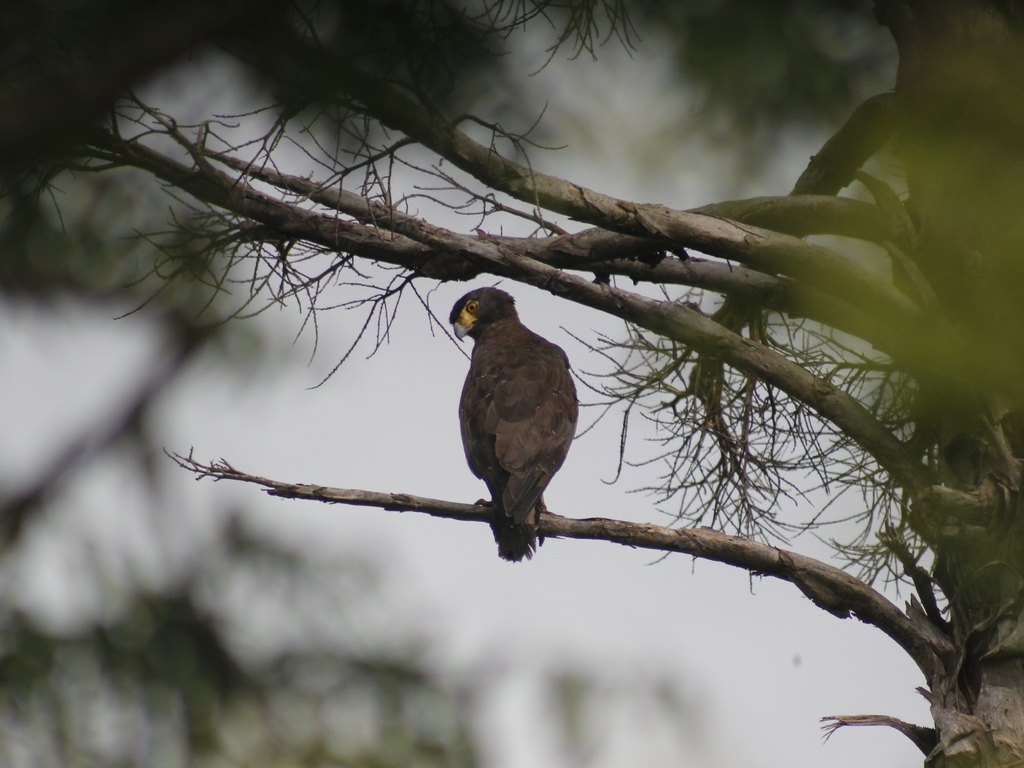 Crested Serpent Eagle (Spilornis cheela)