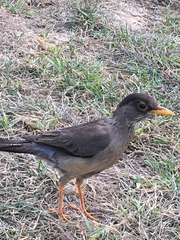 Turdus falcklandii