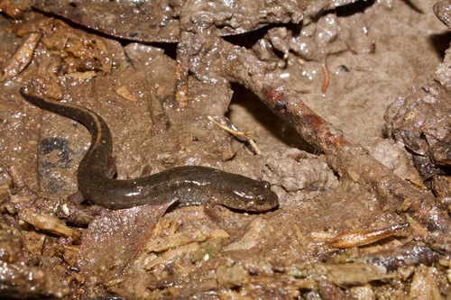 Valentine’s Southern Dusky Salamander