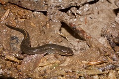 Valentine's Southern Dusky Salamander photo 4