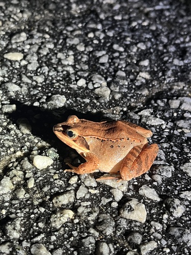 Wood Frog observed by livroper