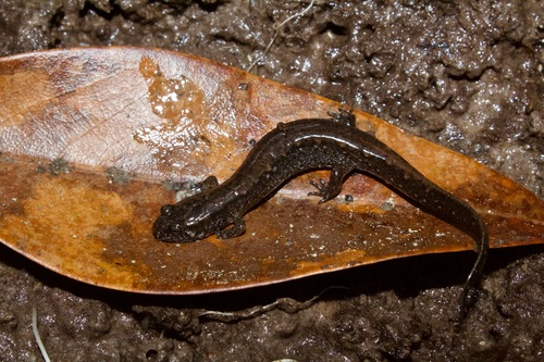 Valentine’s Southern Dusky Salamander