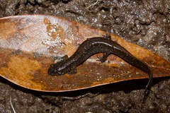 Valentine's Southern Dusky Salamander photo 1
