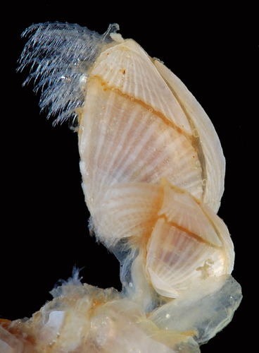 Small Goose Barnacle