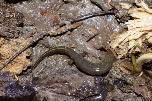 Valentine’s Southern Dusky Salamander